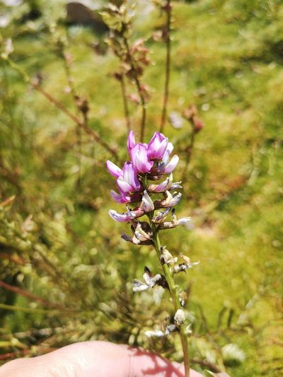 Astragalus berteroanus, photographed by Aira Francisca Faúndez Fallau