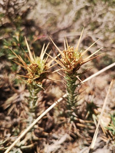 Nassauvia cumingii, photographed by Aira Francisca Faúndez Fallau