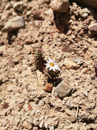 Chaetanthera lycopodioides, photographed by Aira Francisca Faúndez Fallau