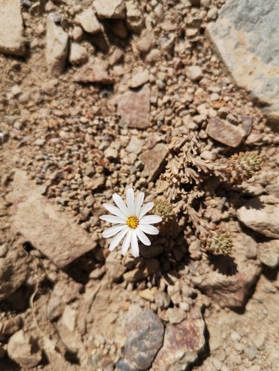Chaetanthera lycopodioides, photographed by Aira Francisca Faúndez Fallau