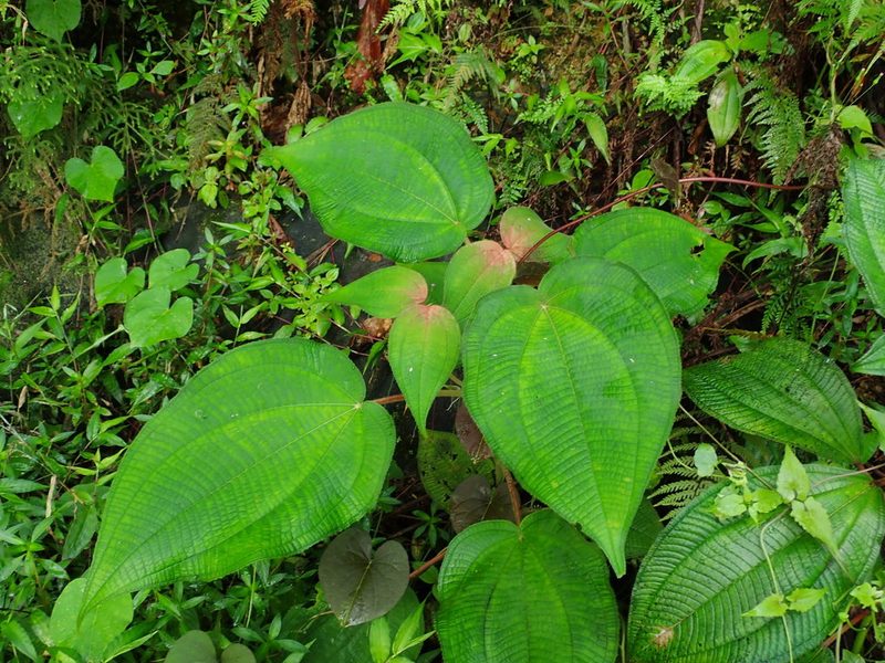 Miconia umbellata, photographed by Daniel Cahen