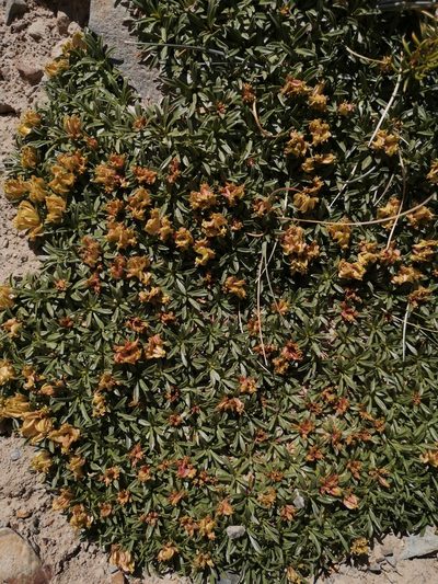 Azorella ruizii, photographed by Aira Francisca Faúndez Fallau