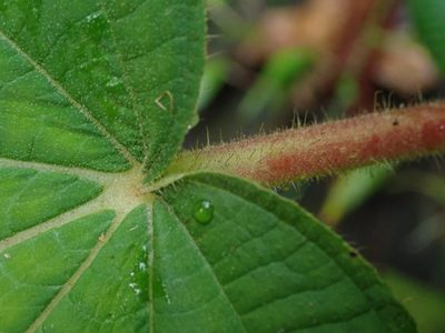 Miconia umbellata, photographed by Daniel Cahen