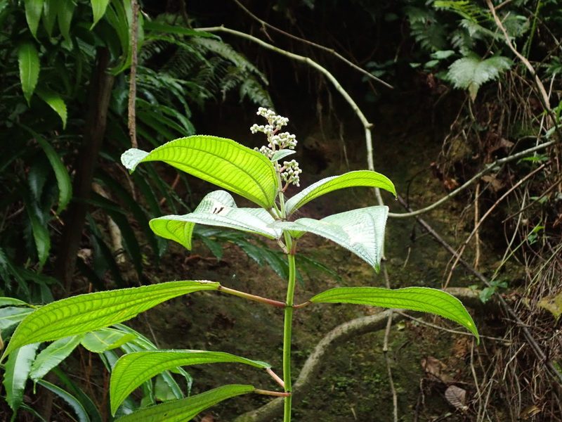 Miconia racemosa, photographed by Daniel Cahen