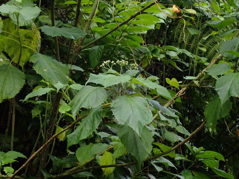 Clibadium erosum, photographed by Daniel Cahen