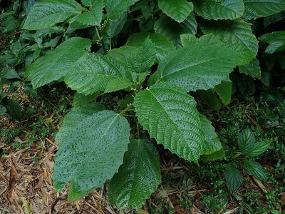 Urera baccifera, photographed by Daniel Cahen