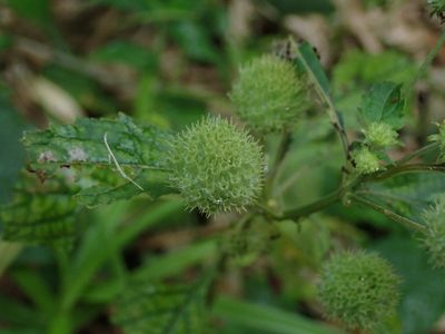 Hyptis capitata, photographed by Daniel Cahen