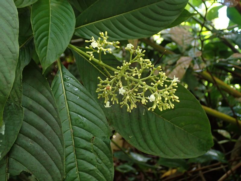 Palicourea berteroana, photographed by Daniel Cahen