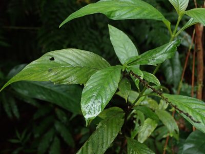 Gonzalagunia hirsuta, photographed by Daniel Cahen