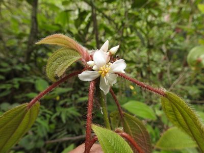 Miconia vallartensis, photographed by Dante S. Figueroa