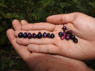 Miconia vallartensis, photographed by Dante S. Figueroa