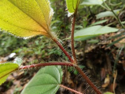 Miconia vallartensis, photographed by Dante S. Figueroa
