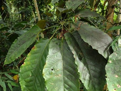 Didymopanax morototoni, photographed by Daniel Cahen