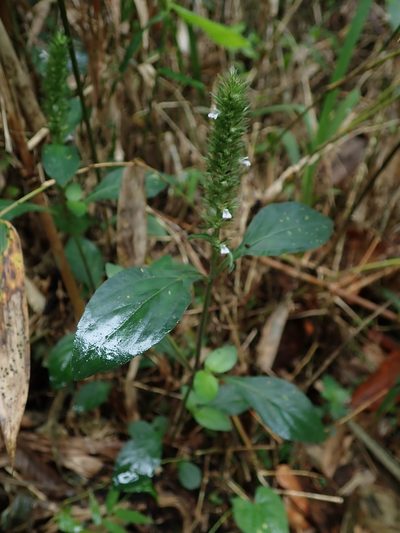 Lepidagathis alopecuroidea, photographed by Daniel Cahen