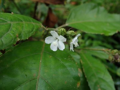 Pavonia fruticosa, photographed by Daniel Cahen