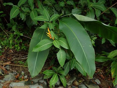 Sanchezia parvibracteata, photographed by Daniel Cahen