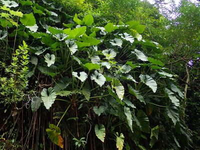 Philodendron giganteum, photographed by Daniel Cahen