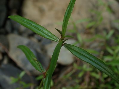 Oldenlandia lancifolia, photographed by Daniel Cahen