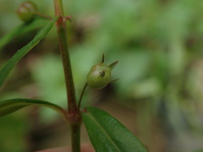 Oldenlandia lancifolia, photographed by Daniel Cahen