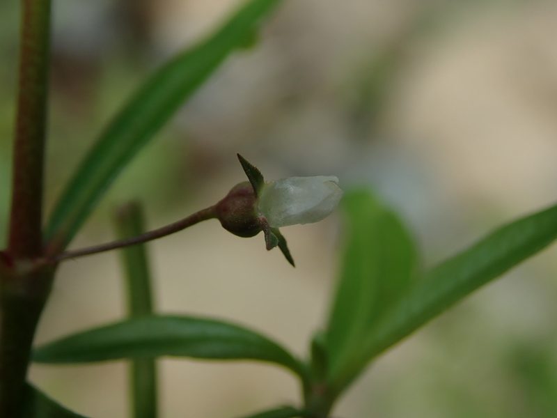 Oldenlandia lancifolia, photographed by Daniel Cahen