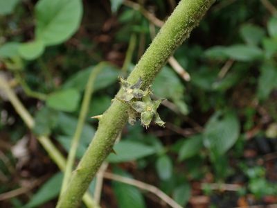 Solanum jamaicense, photographed by Daniel Cahen