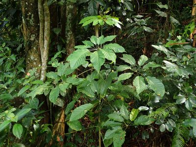 Didymopanax morototoni, photographed by Daniel Cahen