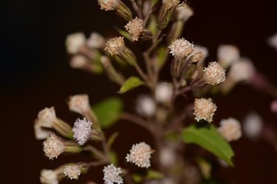 Ageratina mairetiana, photographed by Neptalí Ramírez Marcial
