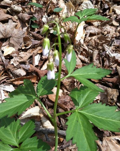 Cardamine maxima, photographed by Randy A Nonenmacher