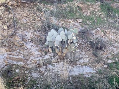 Opuntia santa-rita, photographed by CK2AZ