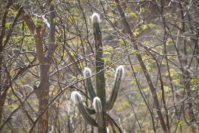 Pilosocereus leucocephalus, photographed by Mark Wilson