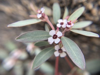 Euphorbia pediculifera, photographed by Kenzie Anderson-Bell