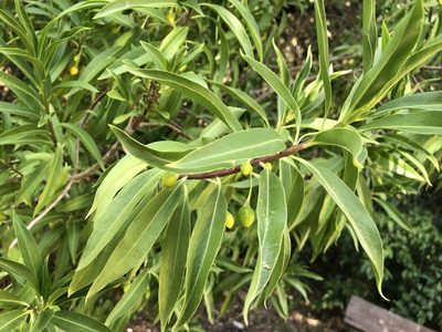 Bontia daphnoides, photographed by Keith Seifert