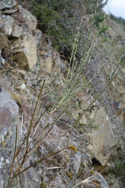 Carmichaelia curta, photographed by John Barkla
