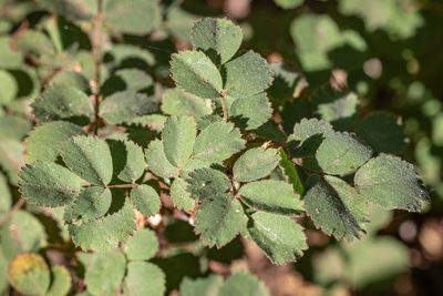 Rosa bridgesii, photographed by Tim Messick