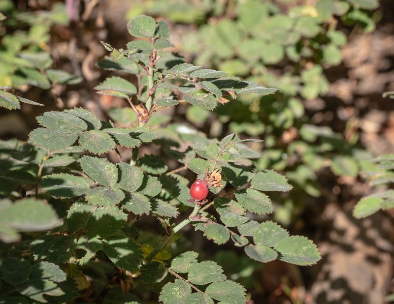 Rosa bridgesii, photographed by Tim Messick