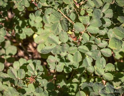 Rosa bridgesii, photographed by Tim Messick