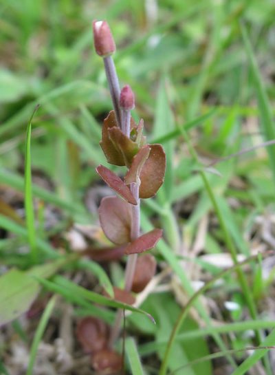 Epilobium insulare, photographed by Alice Shanks