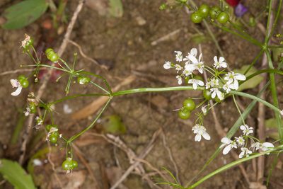 Bifora radians, photographed by Drepanostoma