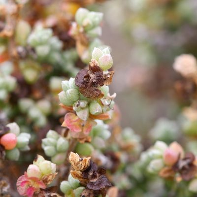 Maireana oppositifolia, photographed by Kym Nicolson