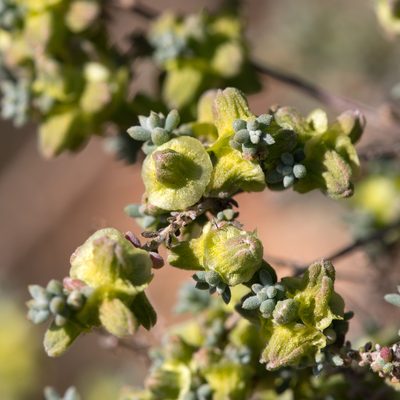 Maireana pyramidata, photographed by Kym Nicolson