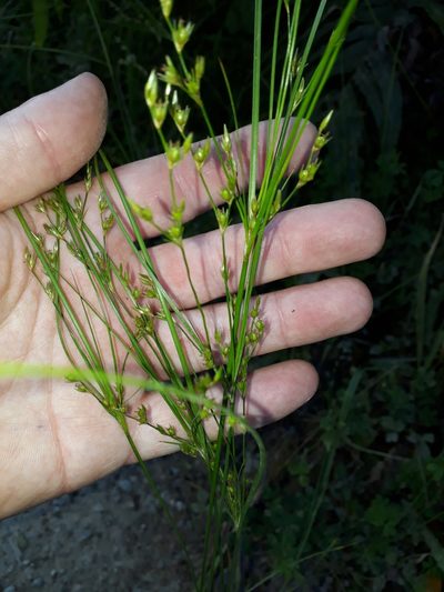 Juncus anthelatus, photographed by Leon Perrie