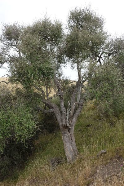 Olearia fimbriata, photographed by John Barkla
