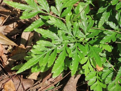 Pteris ensiformis, photographed by chiuluan