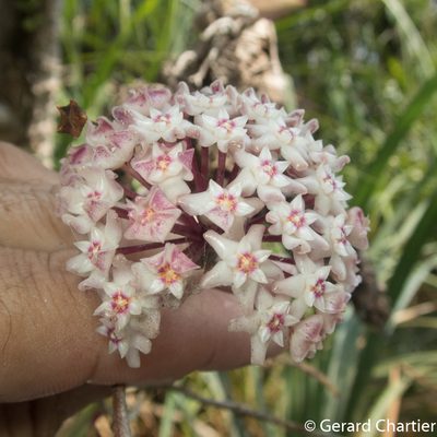 Hoya verticillata, photographed by Gerard Chartier