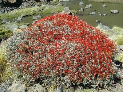 Anarthrophyllum desideratum, photographed by Matias Cabezas