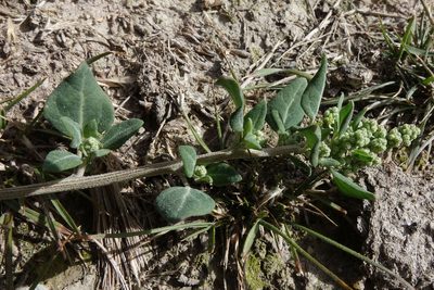 Chenopodium vulvaria, photographed by John Barkla