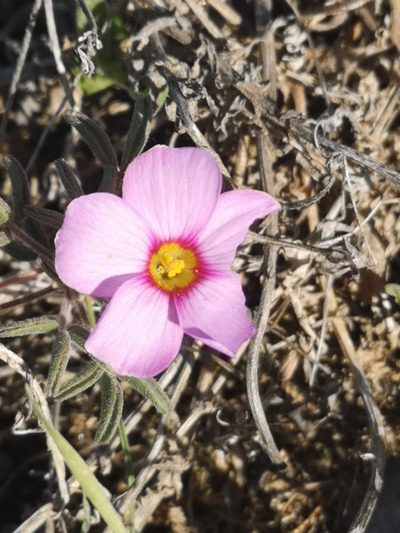 Oxalis callosa, photographed by leandra-k_89