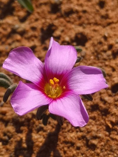 Oxalis callosa, photographed by leandra-k_89
