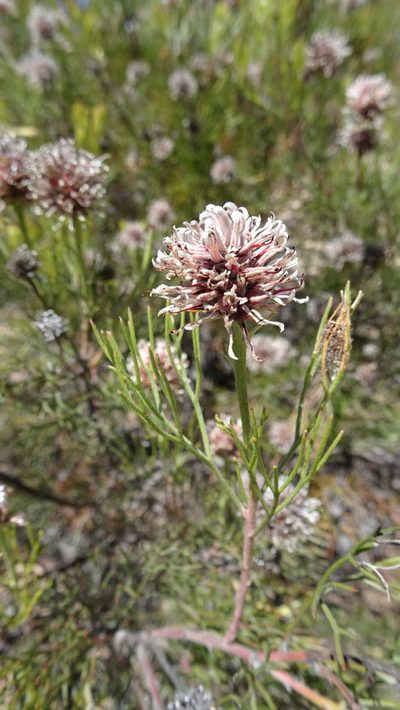 Serruria fucifolia, photographed by Paul Emms