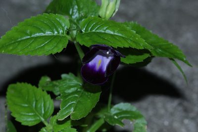 Torenia fournieri, photographed by Franz Anthony